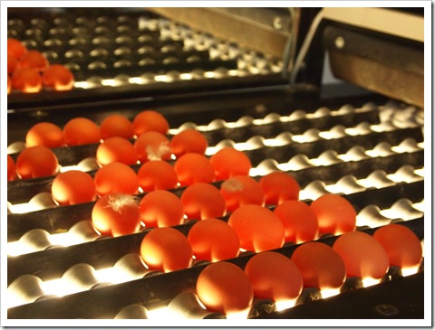 تصفیه فاضلاب جوجه کشی - اتاق تارک