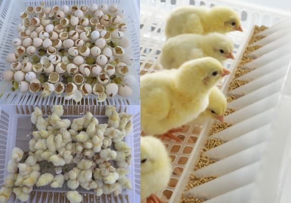 تصفیه فاضلاب جوجه کشی - جوجه زرد